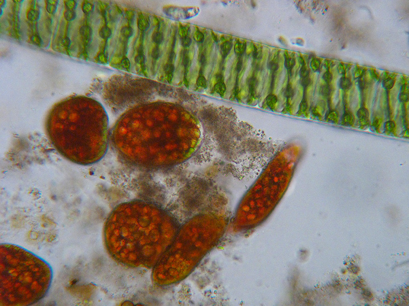 Euglena sanguinea?